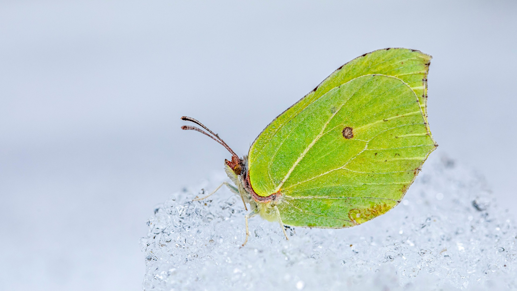 citroenvlinder op sneeuw
