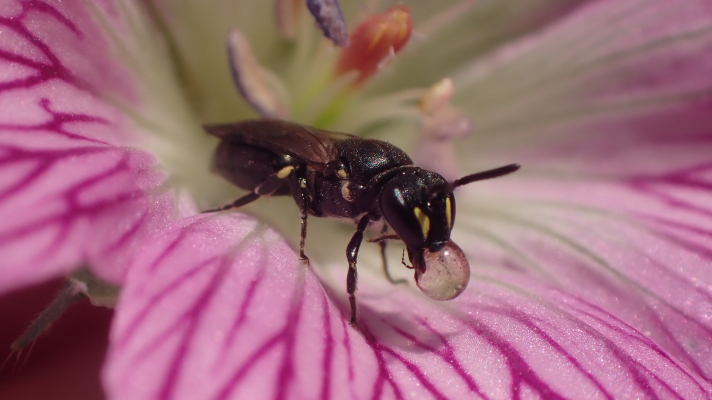 bellenblazende maskerbij