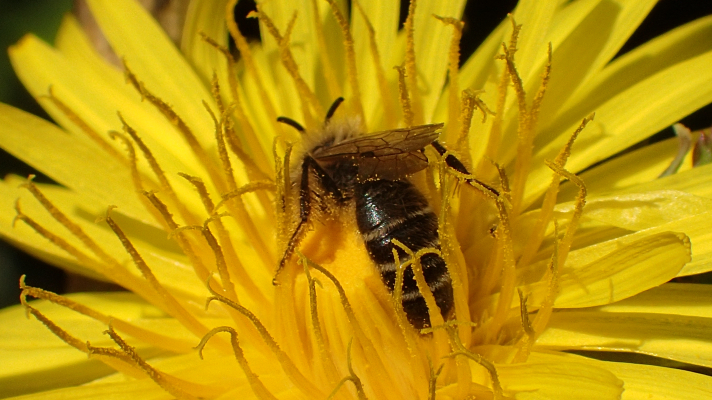 paardenbloem met bij