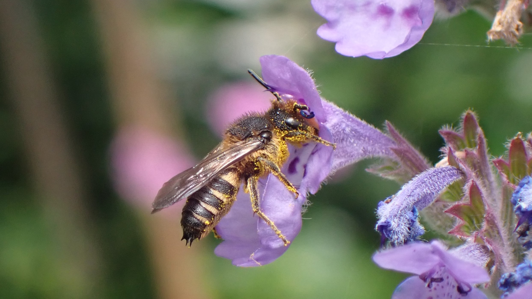 kegelbij op kattenkruid