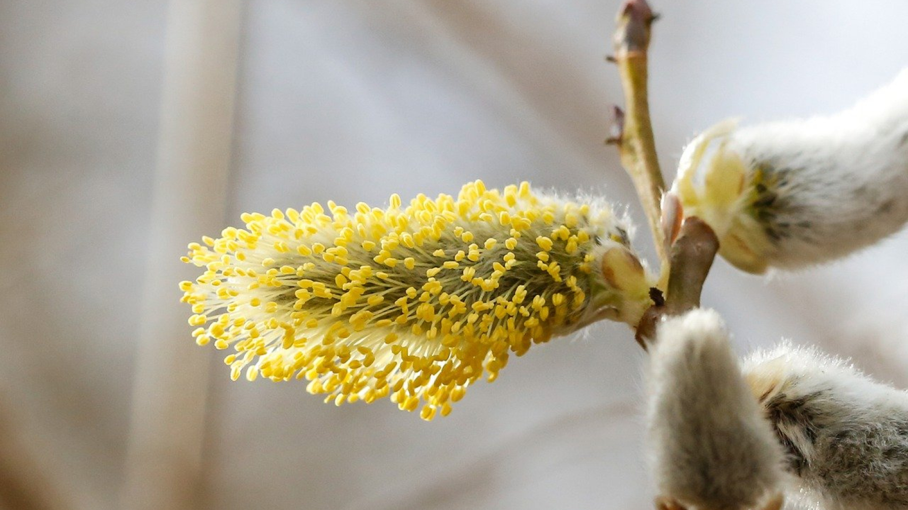 wilgenkatje met stuifmeel