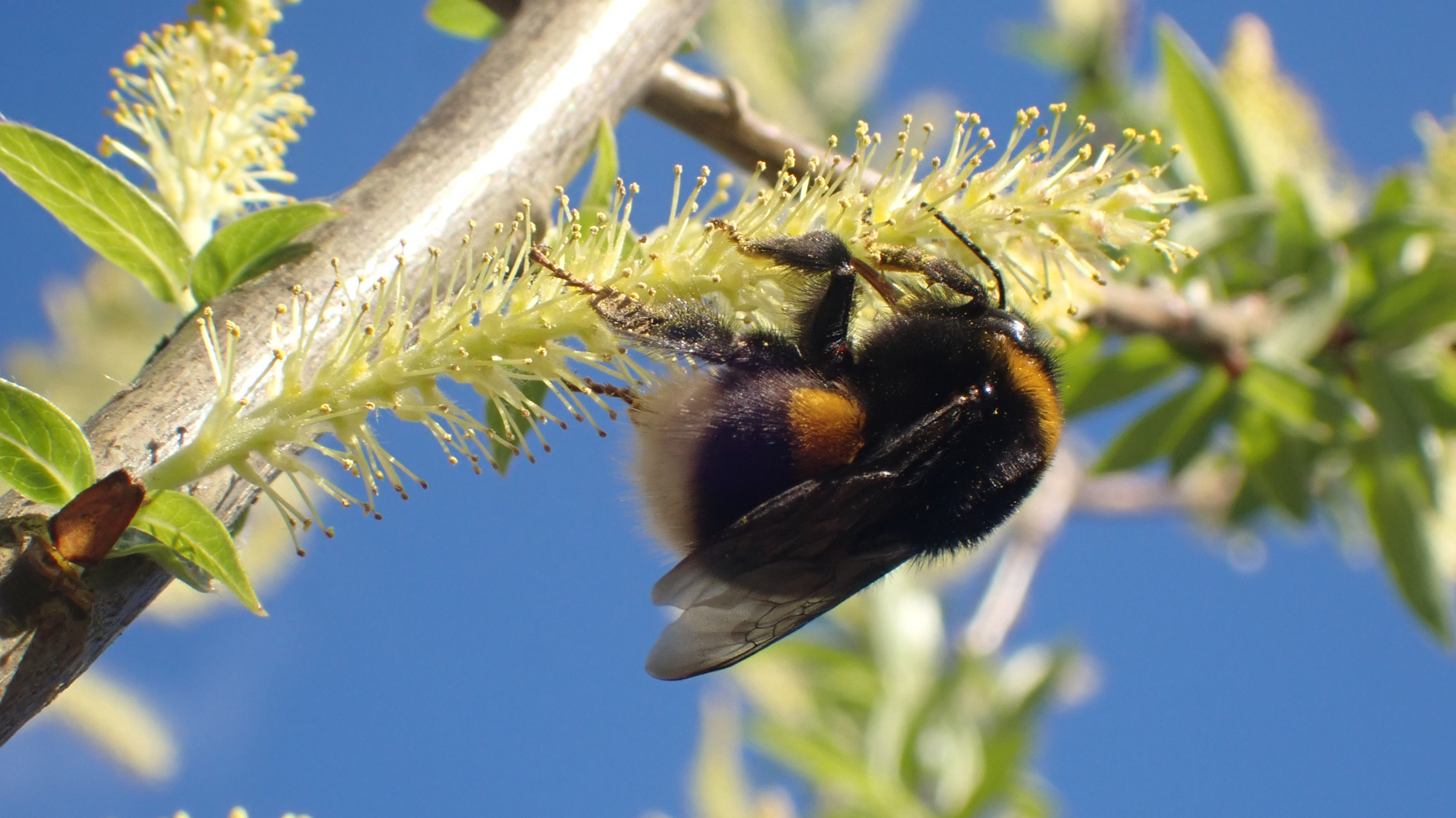 aardhommelkoningin op wilg in griend Park Cronesteyn