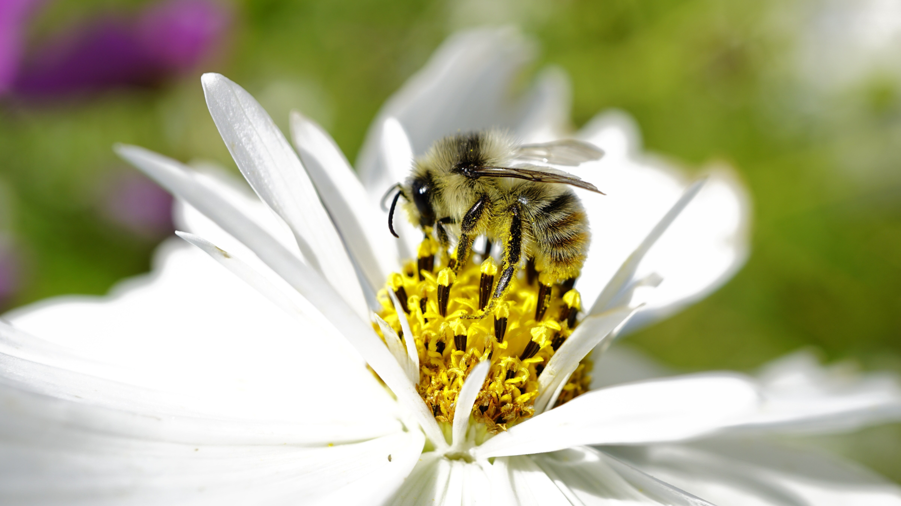 boshommel op bloem cosmea