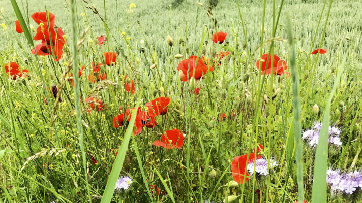 bloemen in akkerrand langs graanveld