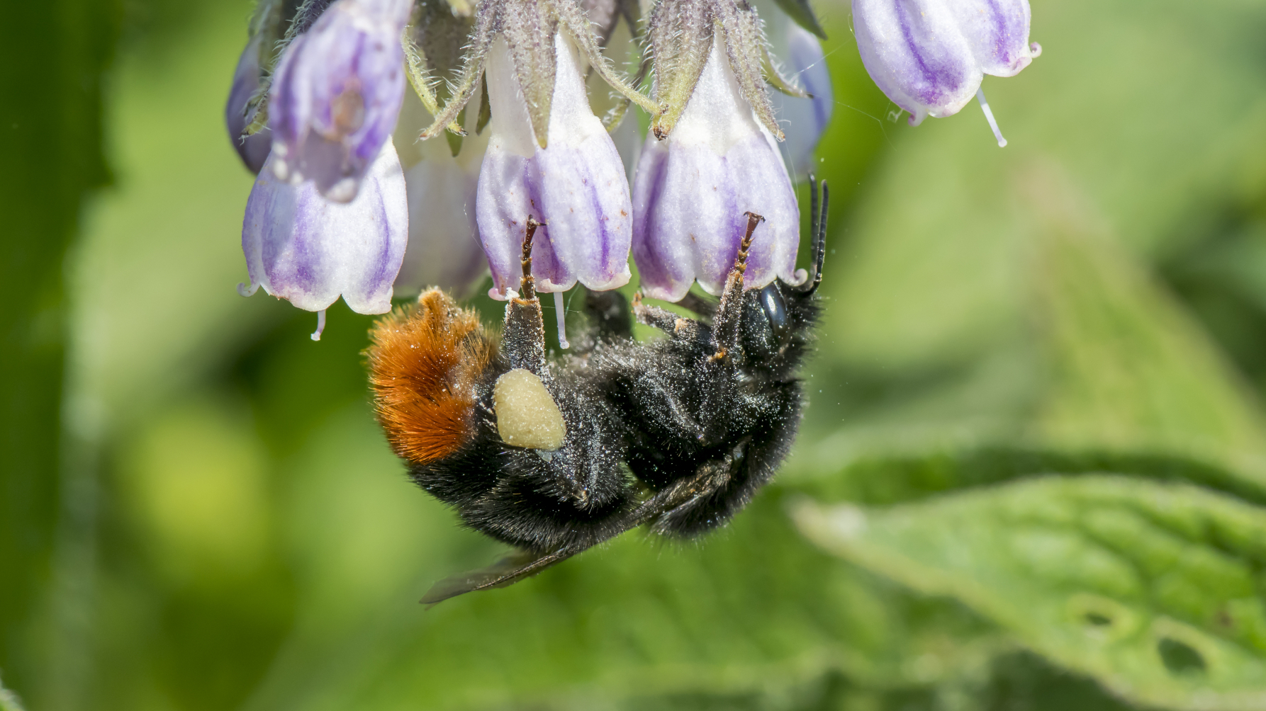 wilde bijensoort steenhommel drinkt op de kop nectar uit een bloem.