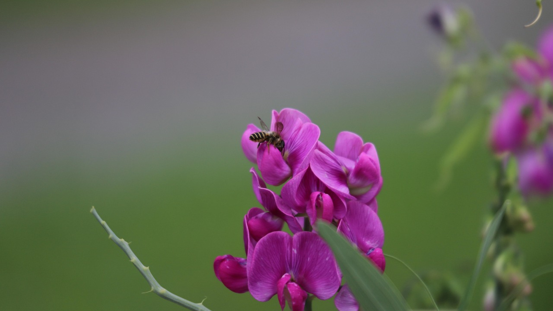 Lathyrusbloemen met lathyrusbij