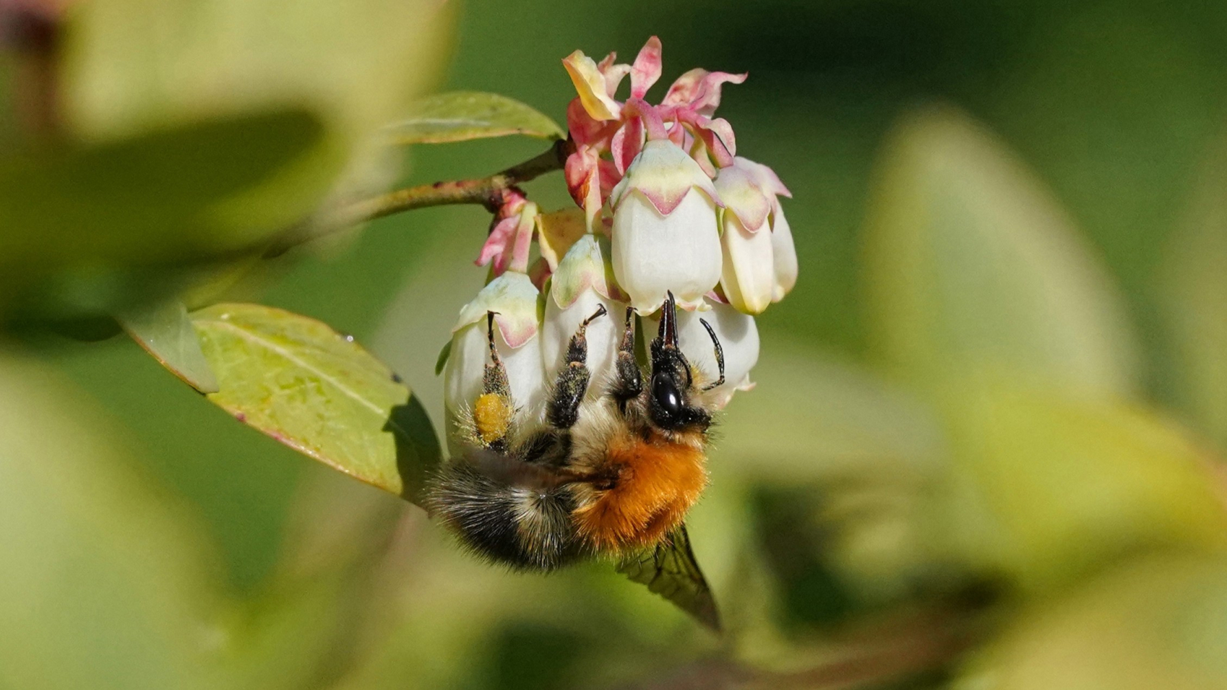 akkerhommel op bosbesbloem, die bij zoembestuiving stuifmeel levert
