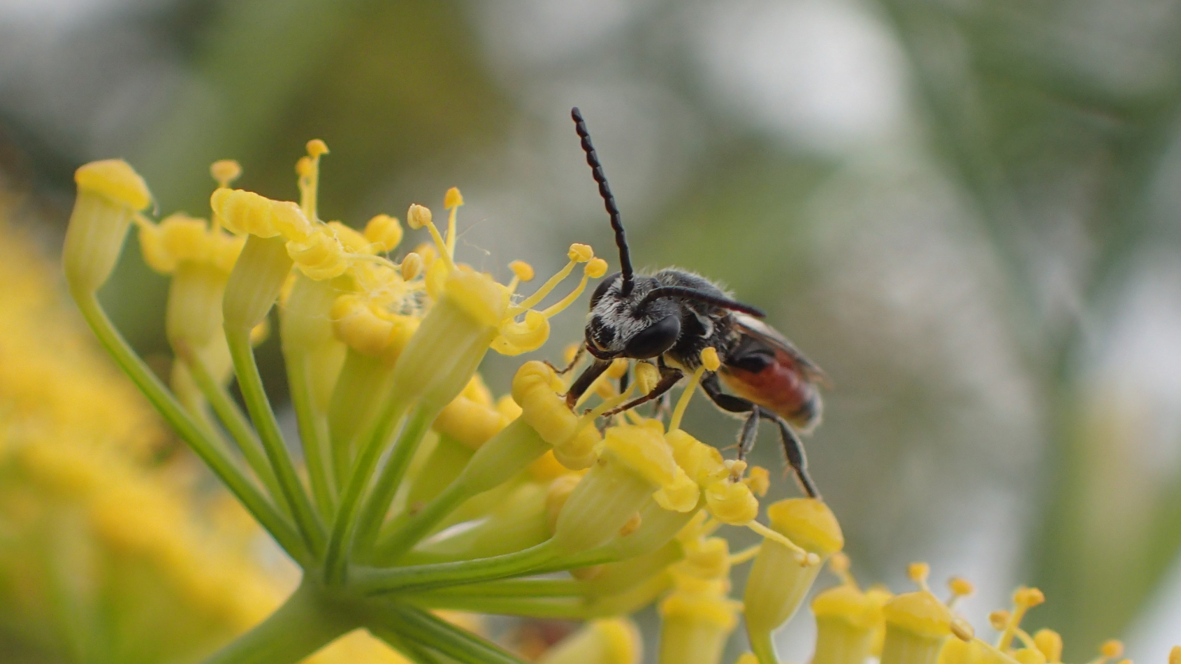 mannetje geurgroefbij op venkelbloem