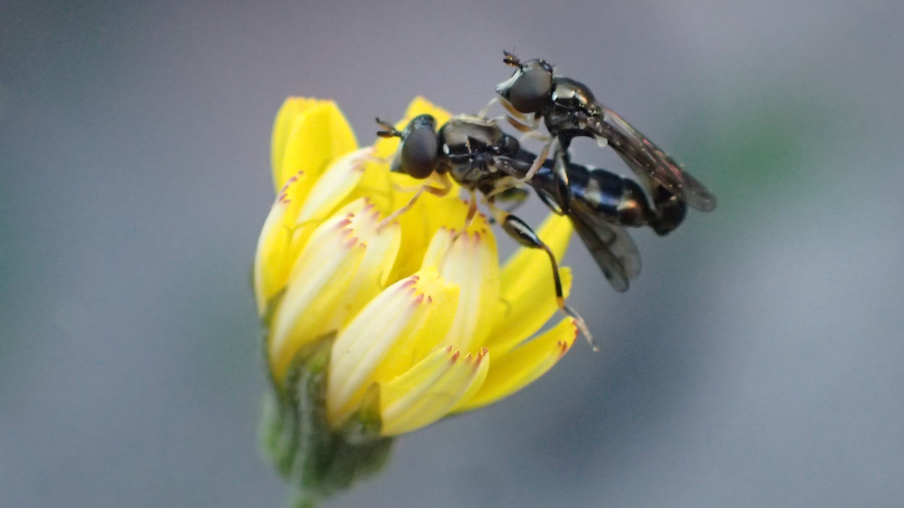 parende zweefvliegen op een bloem