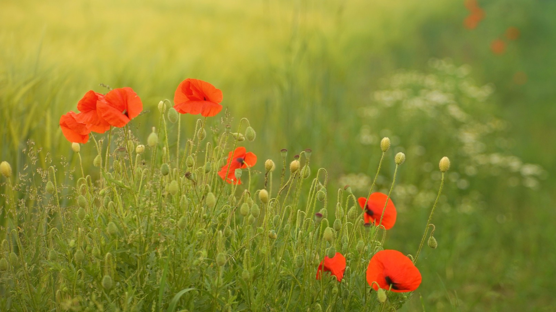 klaprozen langs graanveld
