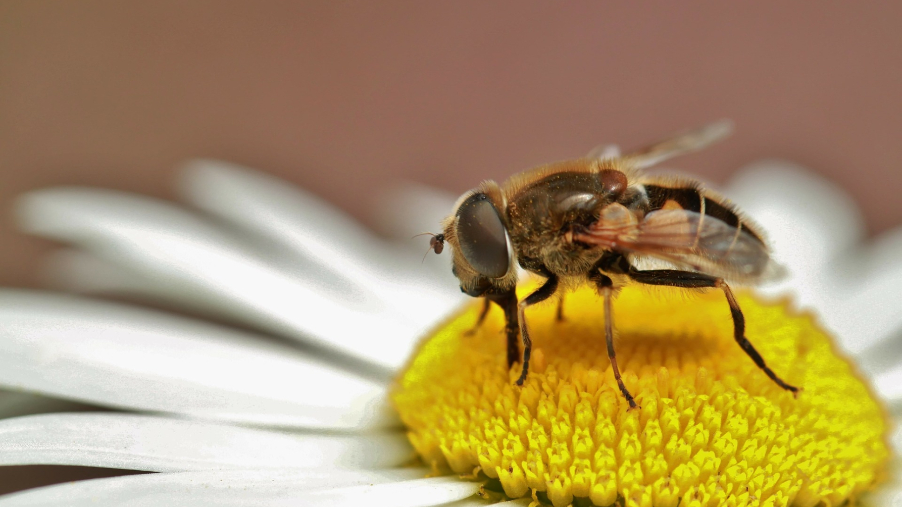 Zweefvlieg op een bloem