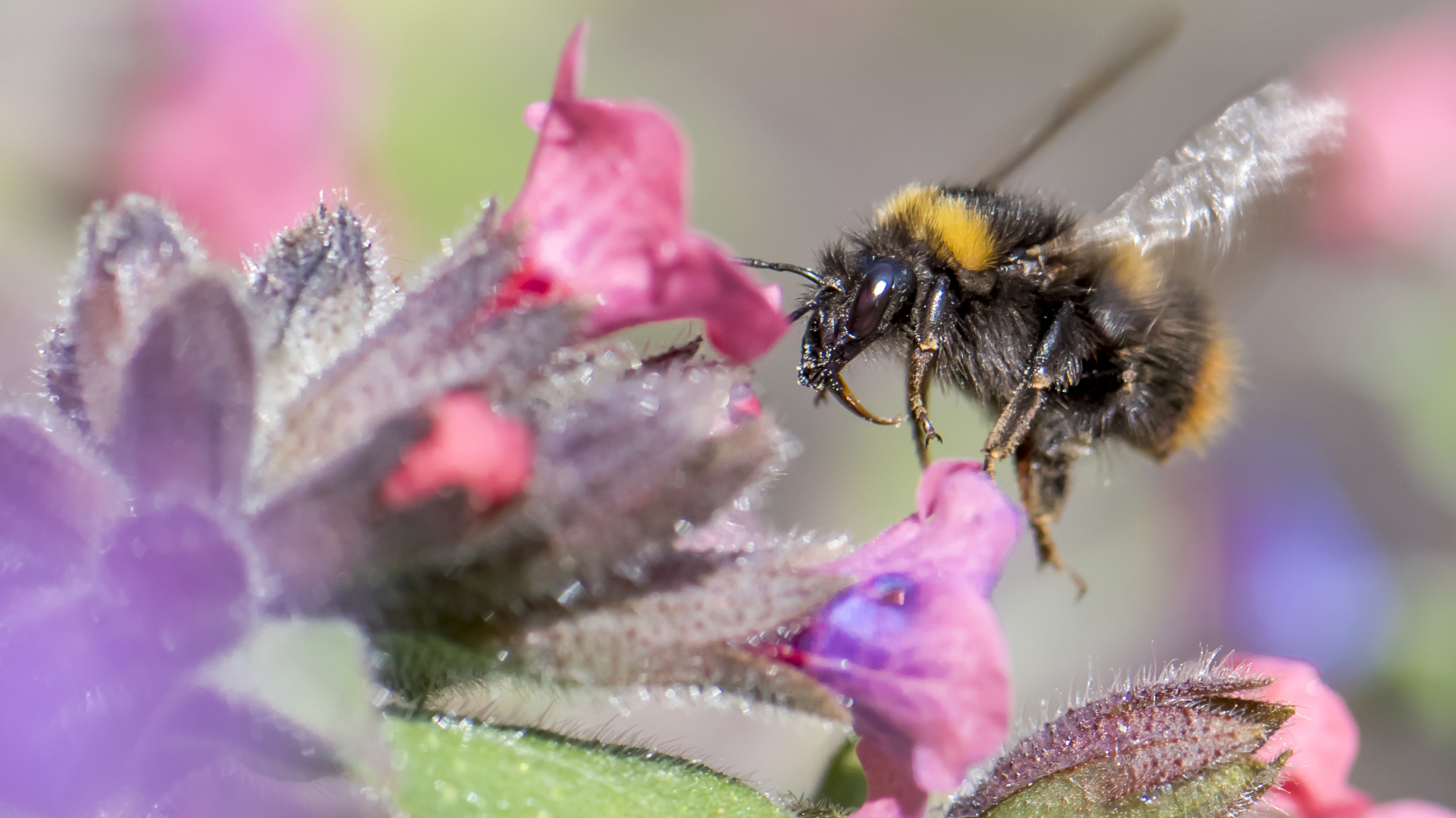 wilde bijensoort weidehommel vliegt naar een plant met kleine roze en paarse bloemetjes