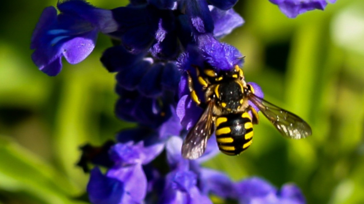 Grote wolbij op Salvia-bloem
