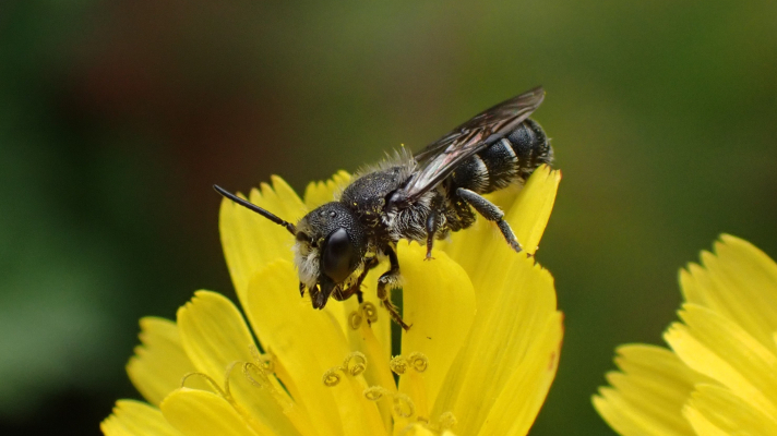 tronkenbij op klein streepzaad-bloem