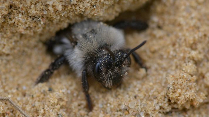 grijze zandbij komt uit haar nest