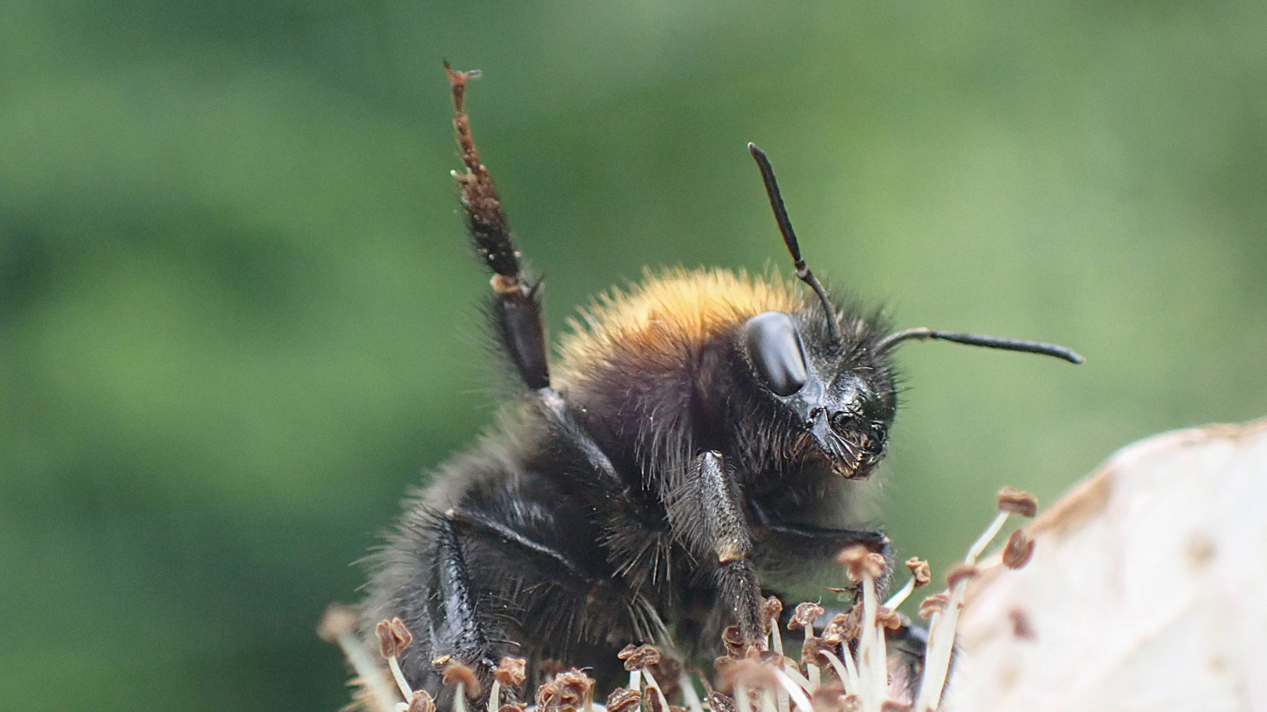 Akkerhommel met opgestoken middelpoot