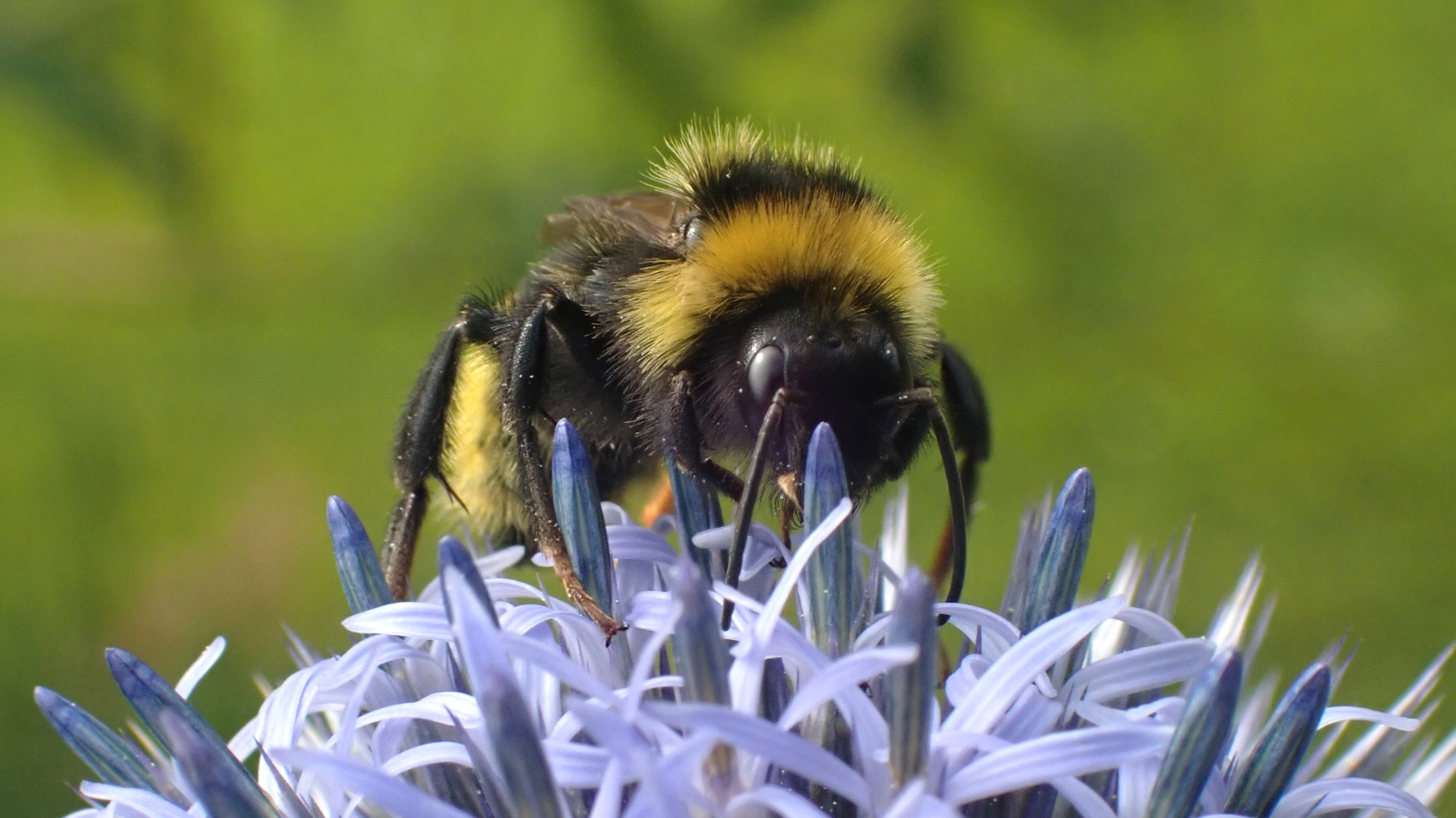 gewone koekoekshommel op kogeldistel