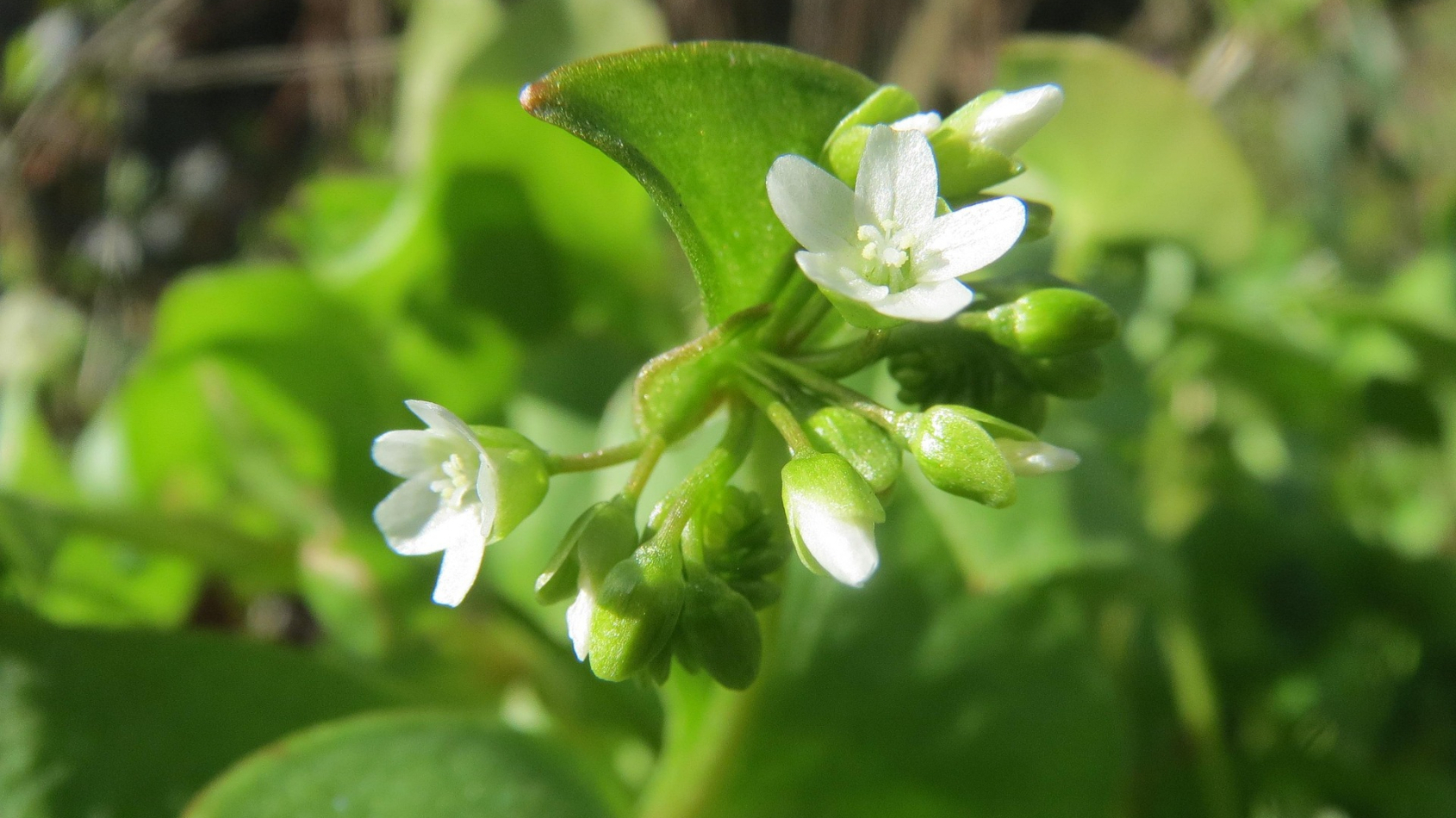 bloeiende winterpostelein