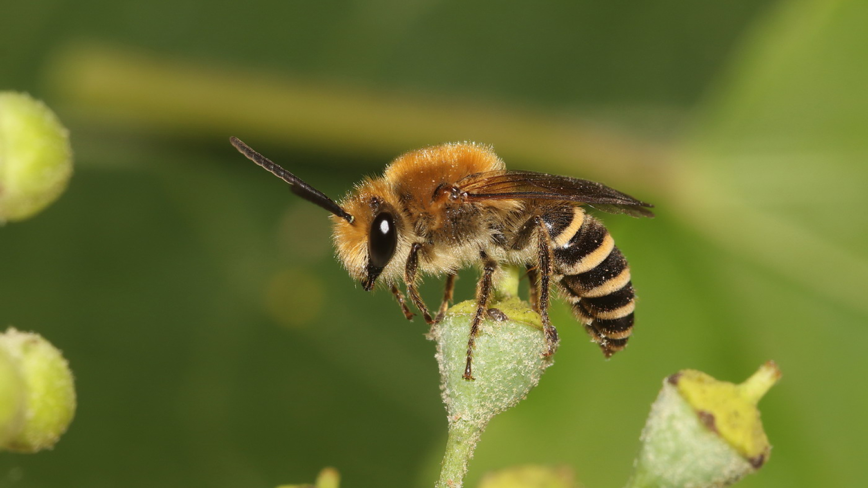 wilde bijensoort klimopzijdebij zit op klimop 