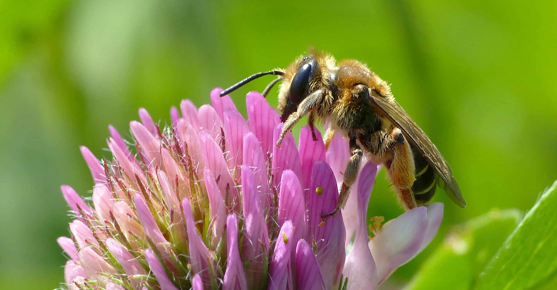 Geelstaartklaverzandbij, een van de gidsbijen