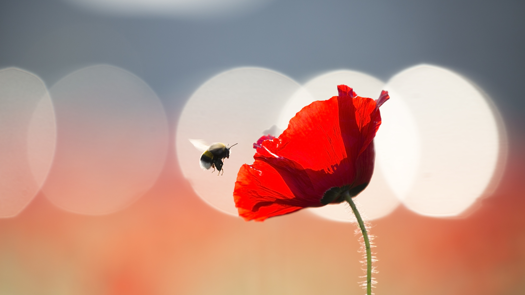 hommel bij een klaproos, tegenlicht