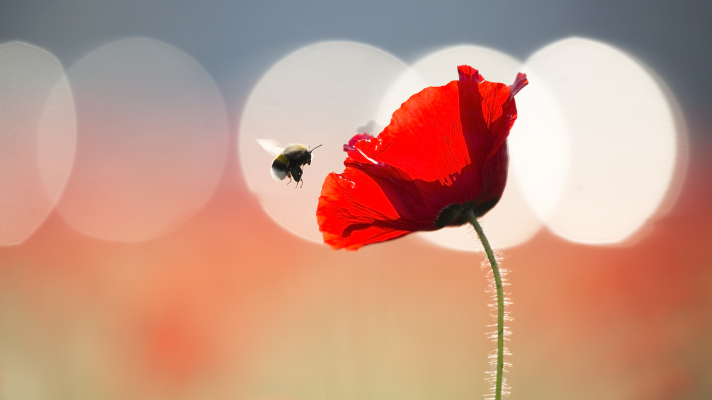 hommel vliegt bije een klaproos, tegenlicht
