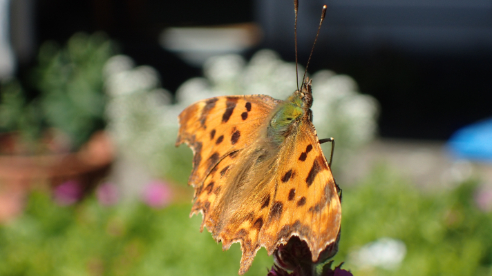 gehakkelde aurelia in een tuin