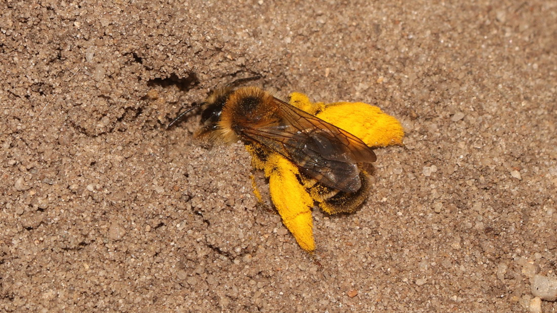 wilde bijensoort pluimvoetbij graaft in de grond met stuifmeel pluimvoeten.