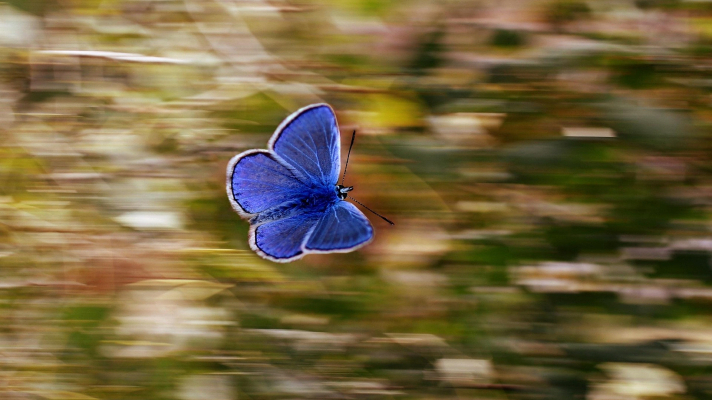 blauwtje met bewogen achtergrrond