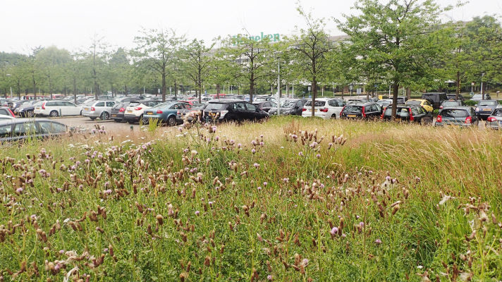 berm en parkeerterrein bij kantoorgebouw