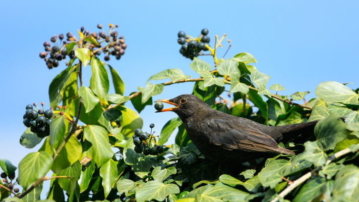 Merel op klimop, eet een bes