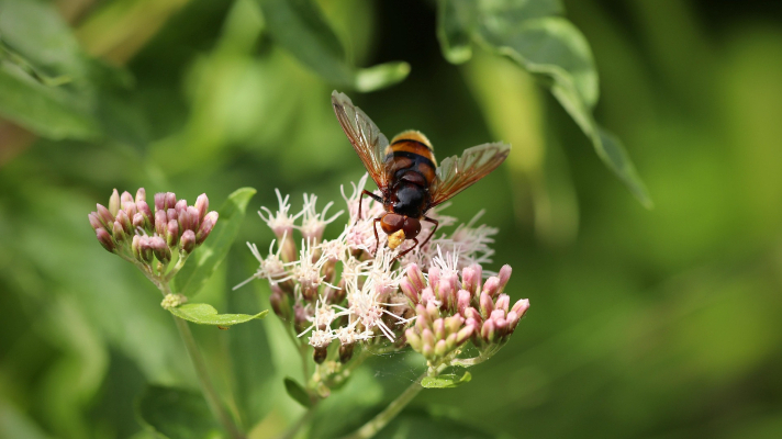 zweefvlieg op koninginnekruid