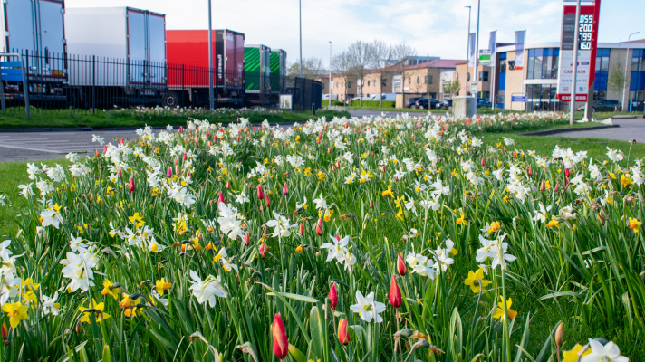 bonte berm met bloeiende narcissen etc.