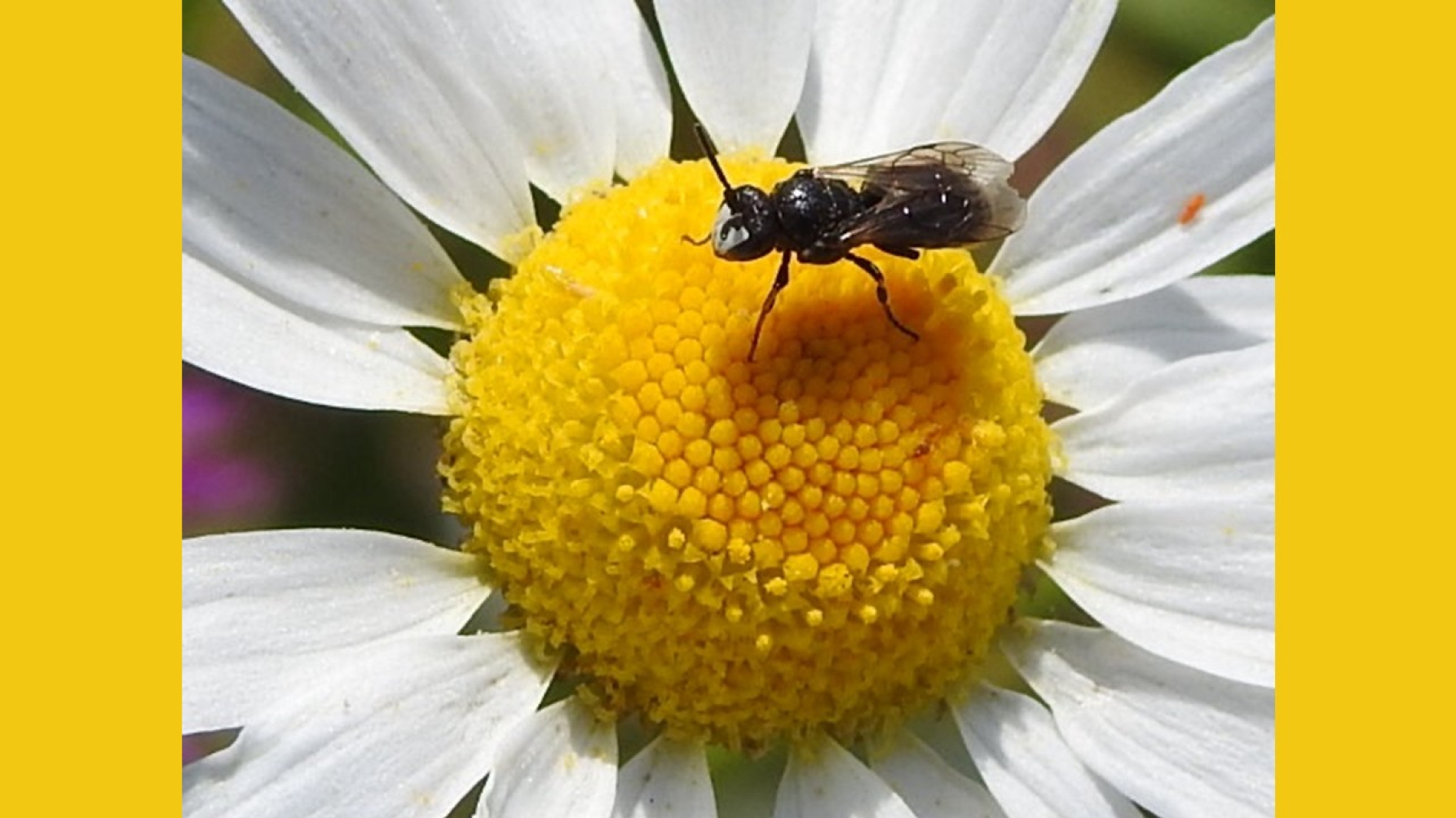 composietmaskerbij op kamille