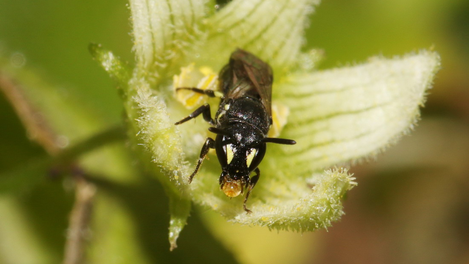 wilde bijensoort gewone maskerbij zit op bloem en kijkt in de camera