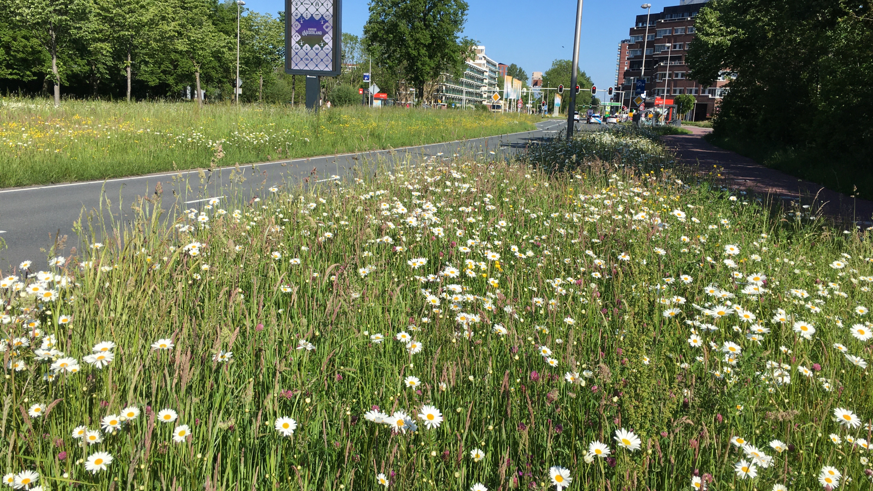 bloeiende berm in Leiderdorp