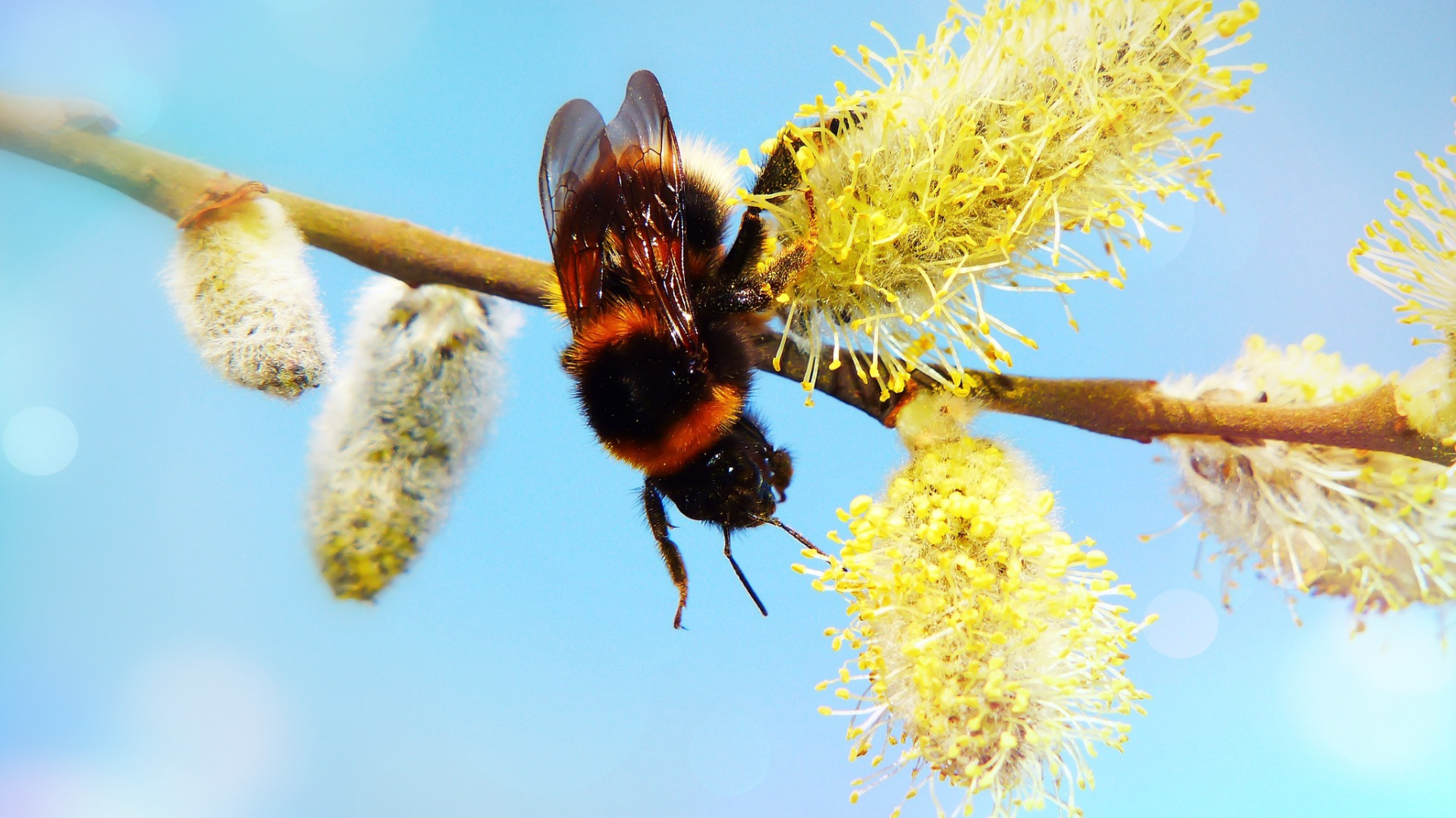 tuinhommel op wilgenkatjes