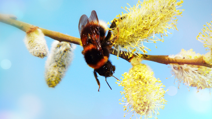 tuinhommel op wilgenkatjes
