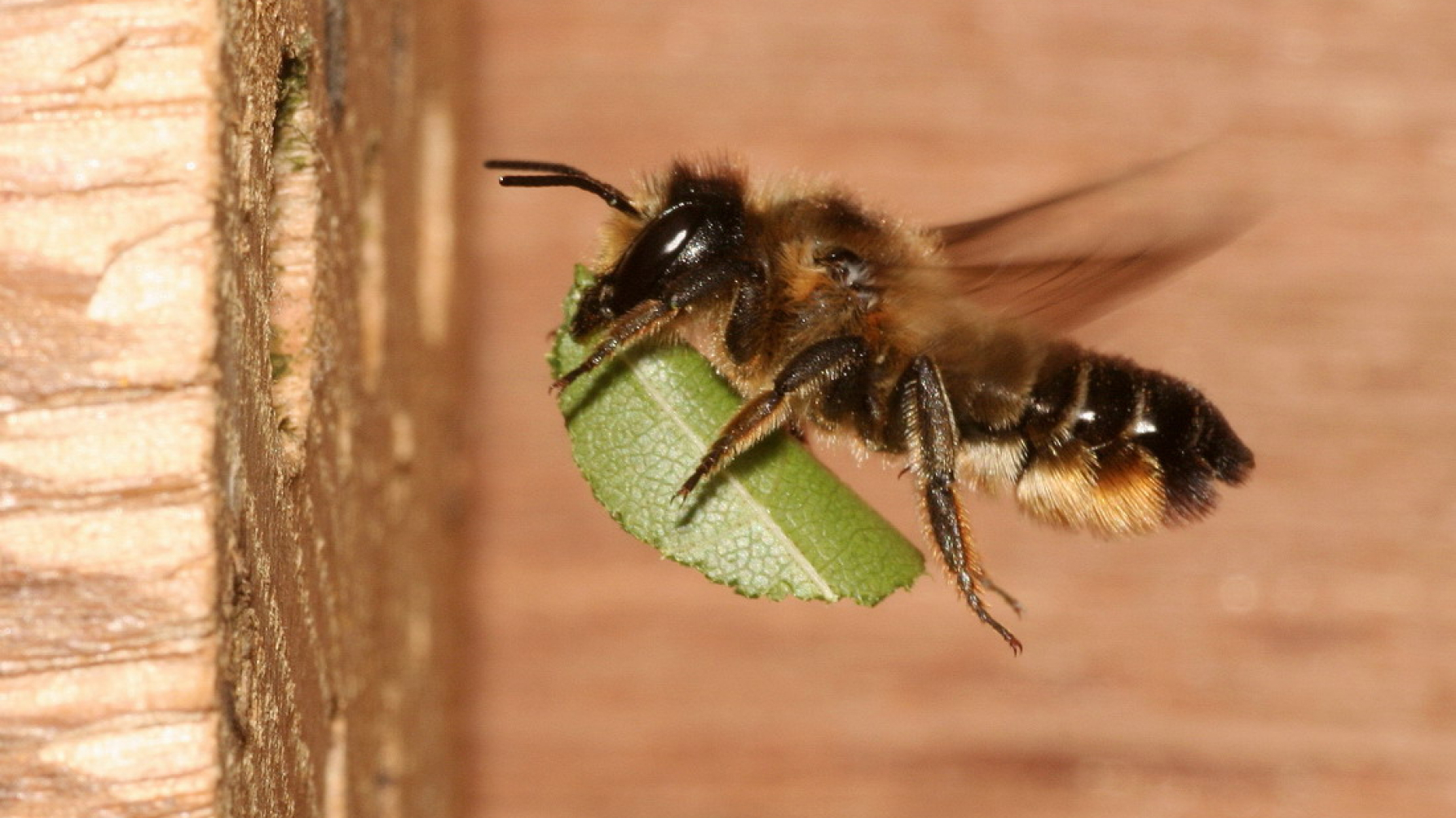 wild bijensoort grote bladsnijder vliegt met een stuk blad naar het nest toe.