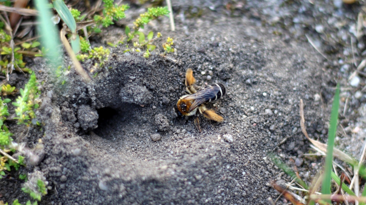 nestelende pluimvoetbij