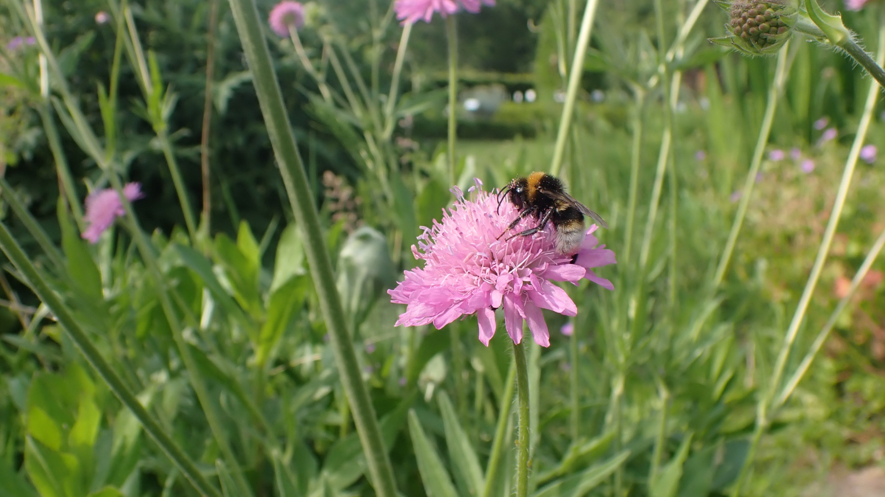 grote koekoekshommel op duifkruid in een tuin