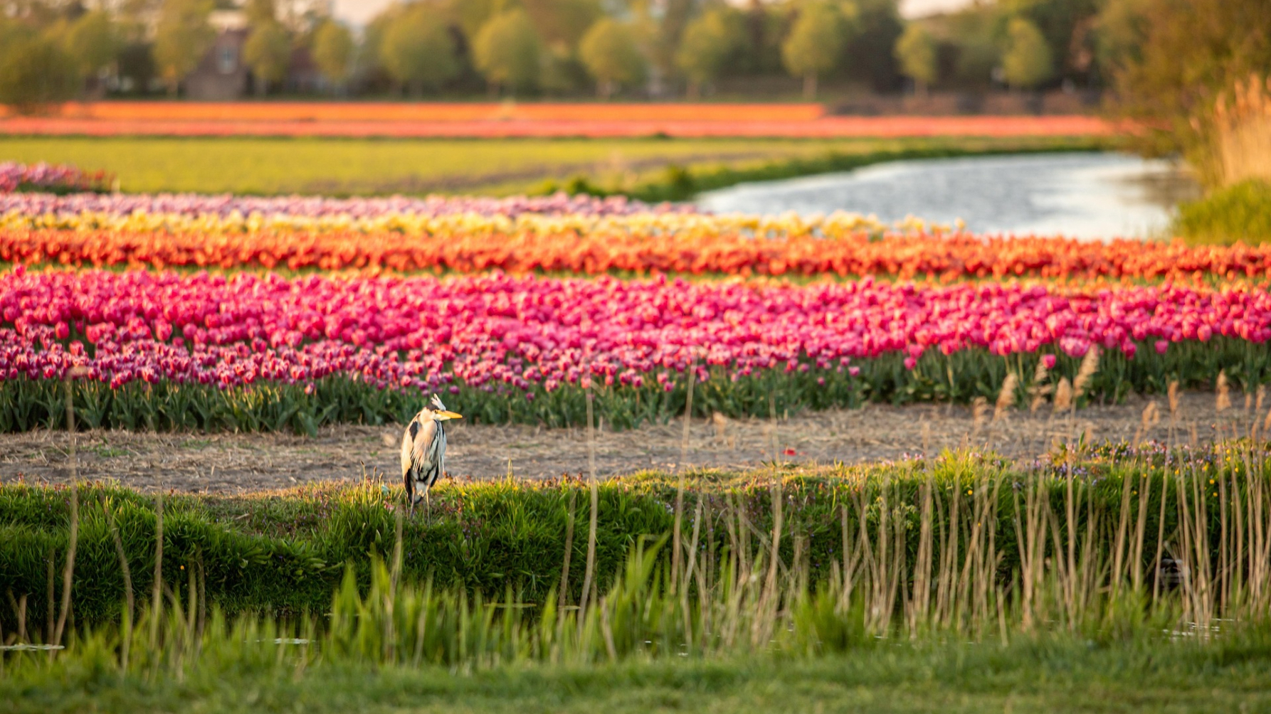 reiger langs sloot met bollenveld