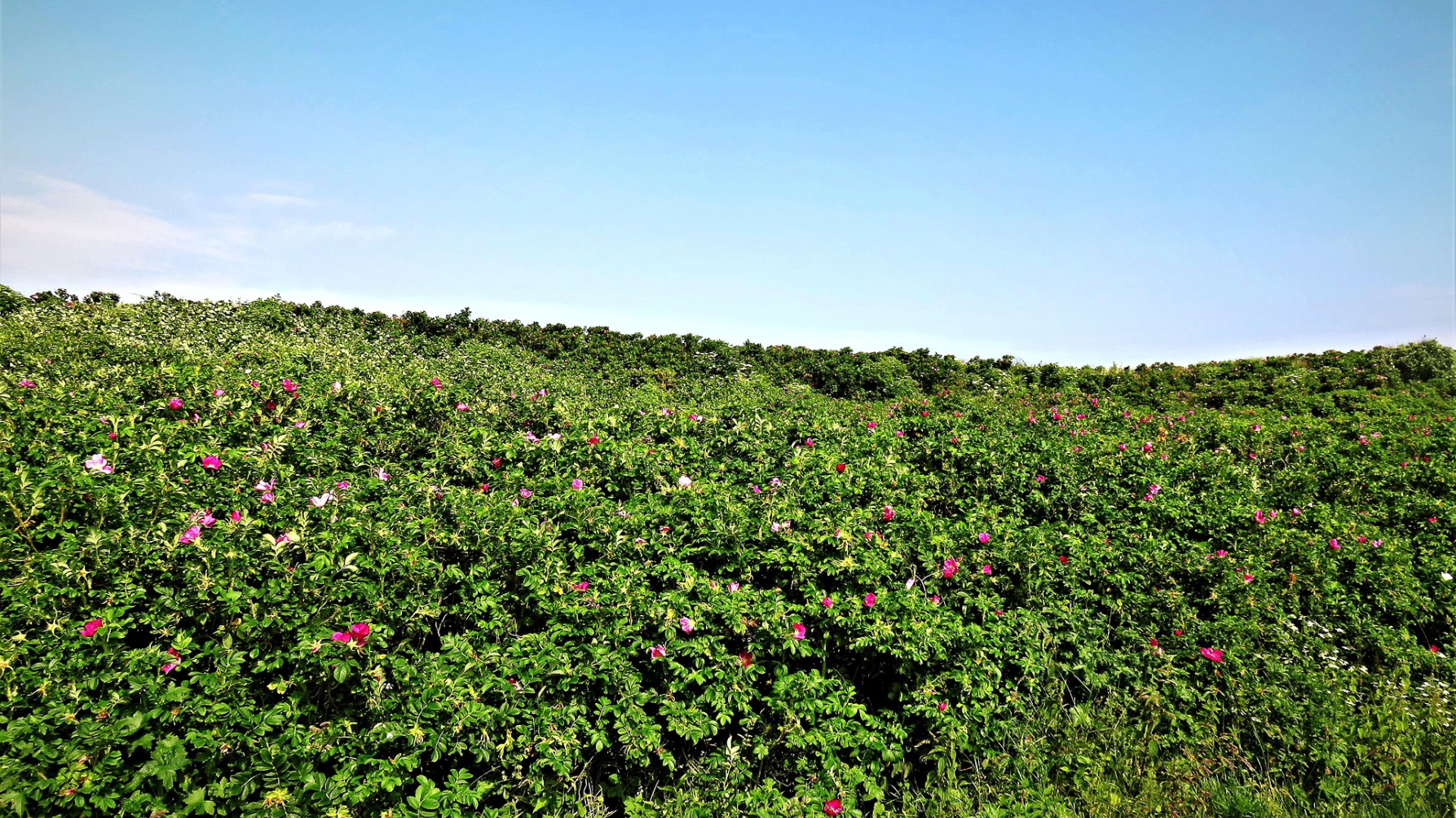 veld rimpelroos in de duinen