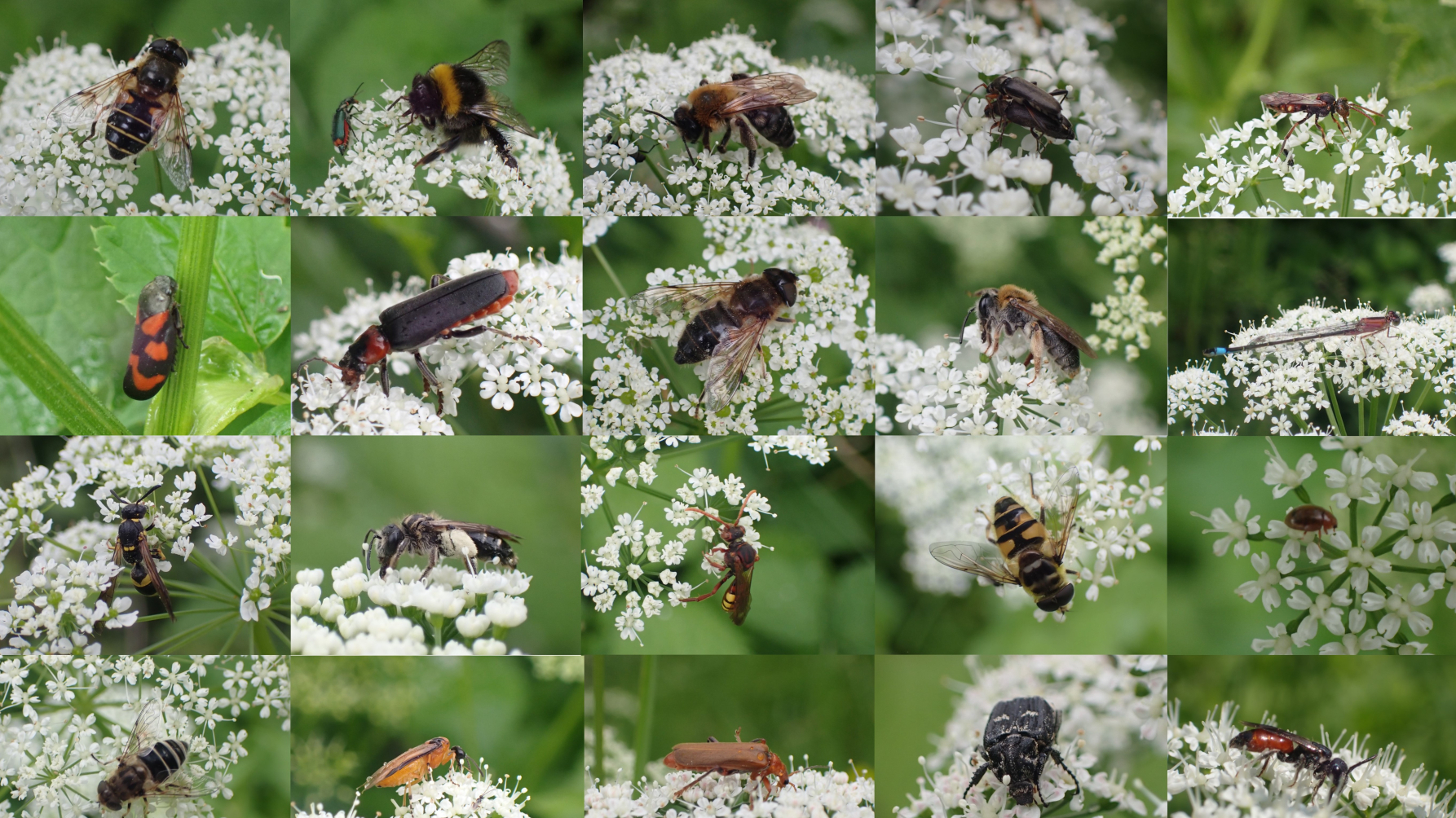 bestuivers op zevenblad-bloemen