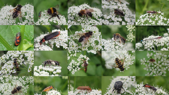 bestuivers op zevenblad-bloemen