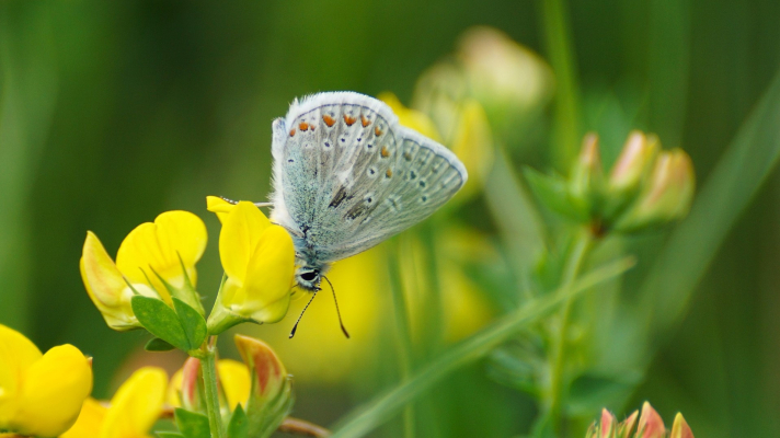 blauwtje op rolklaver