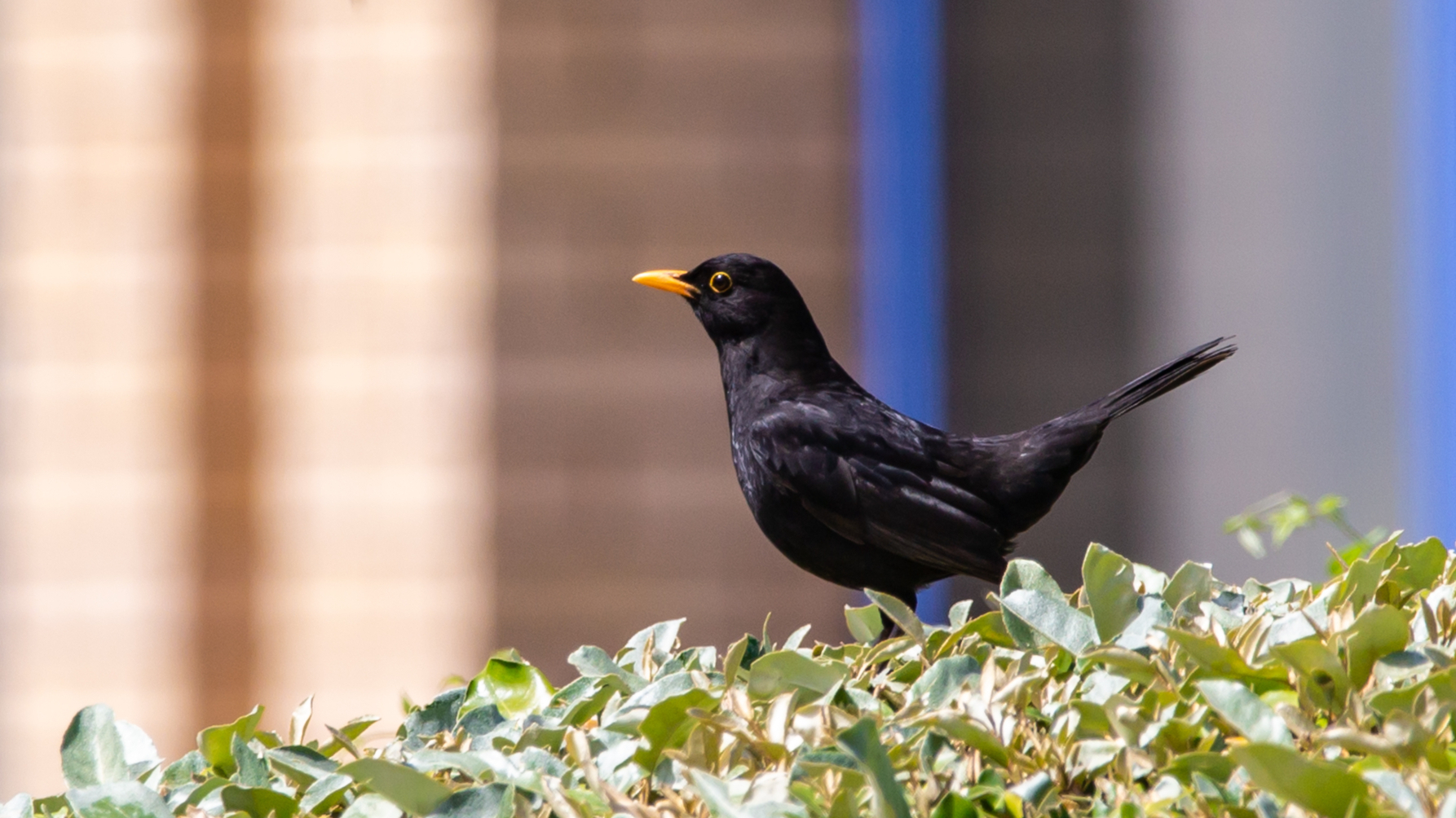 merel op heg bij gebouw