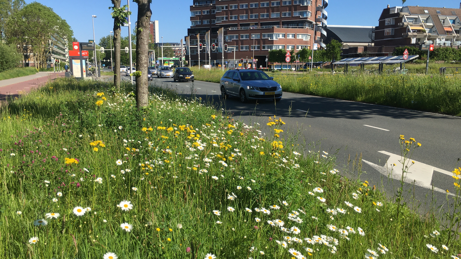 ecologisch beheerde berm in bloei Leiderdorp