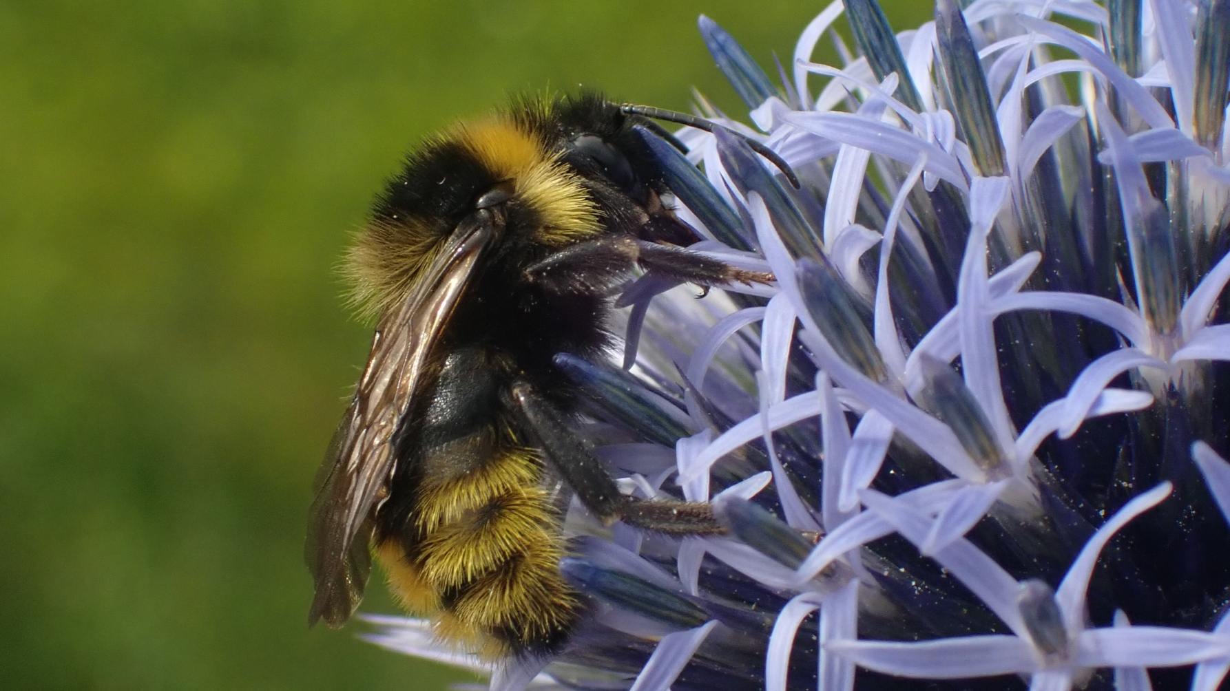 gewone koekoekshommel op kogeldistel