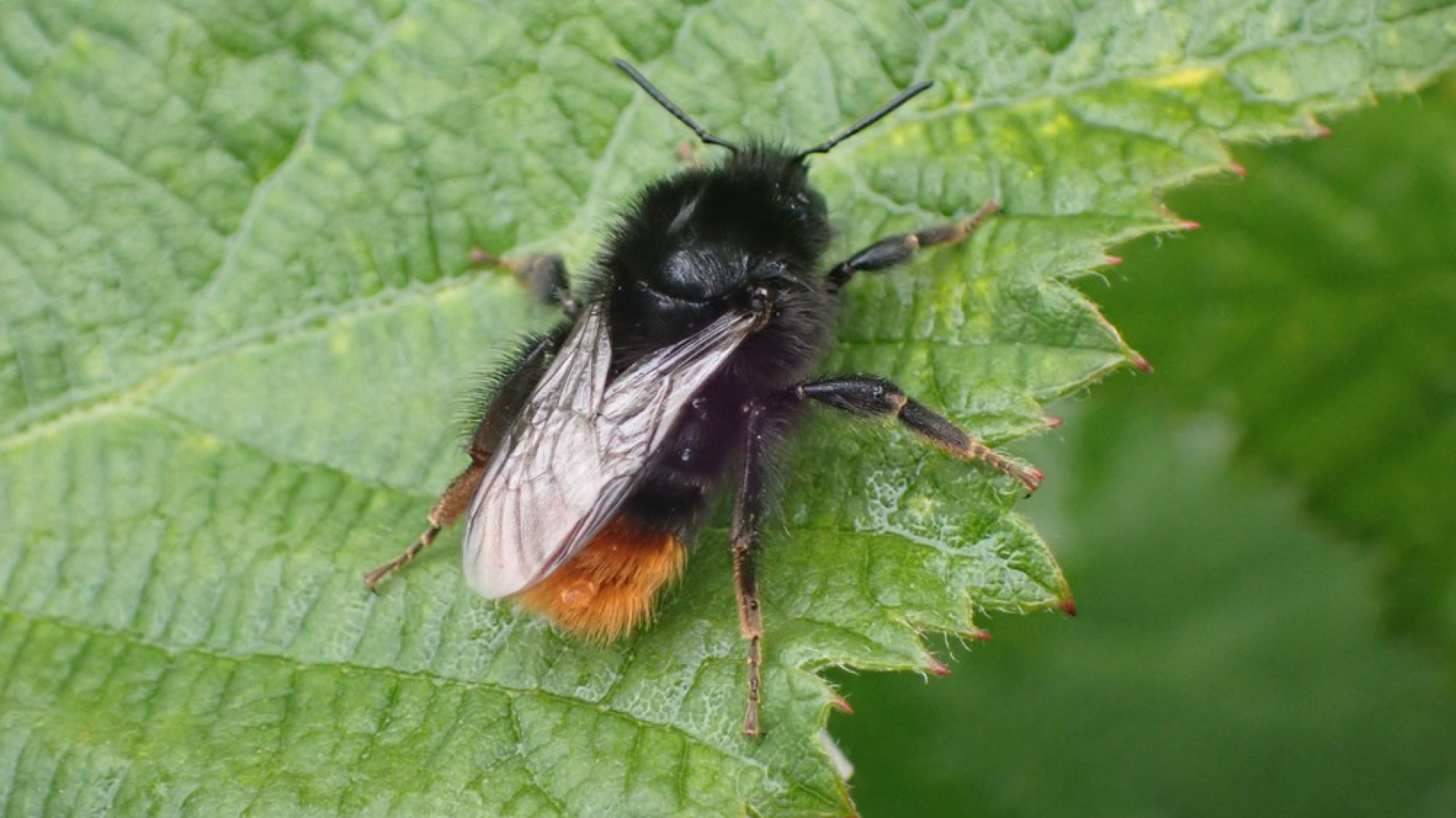 steenhommel vrouwtje